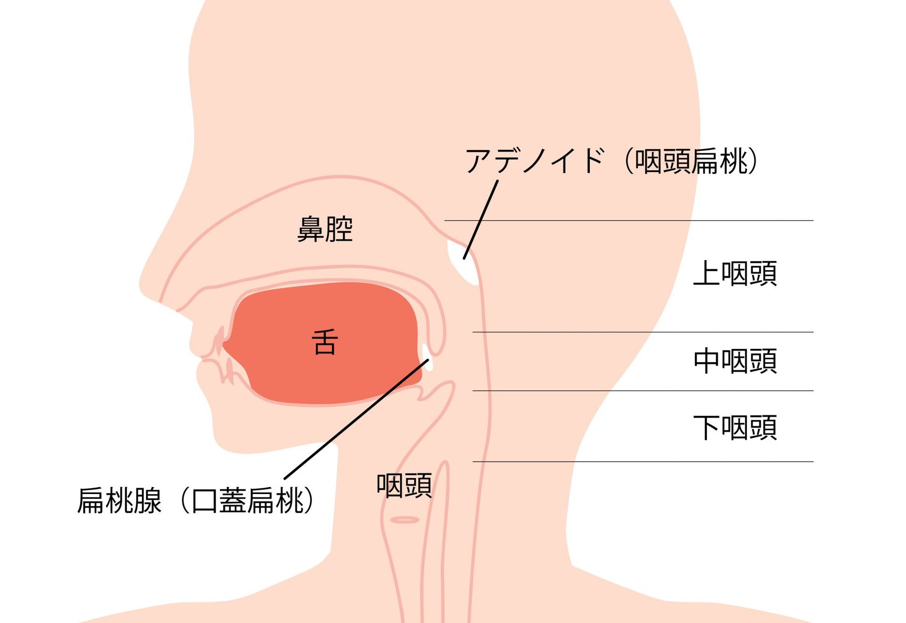上咽頭の解剖イラスト